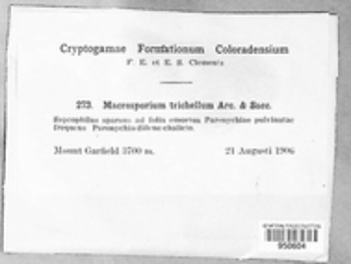 Macrosporium trichellum image